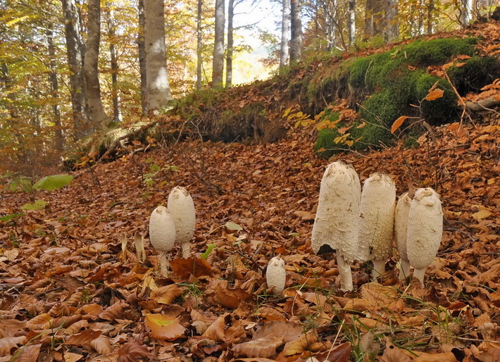 Coprinus comatus